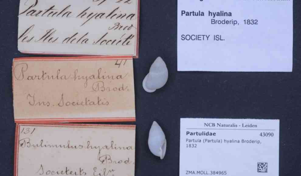 Partula (Partula) hyalina Broderip
