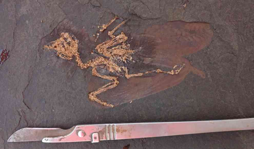Fossil eines Vogels aus der Grube Messel in Hessen
