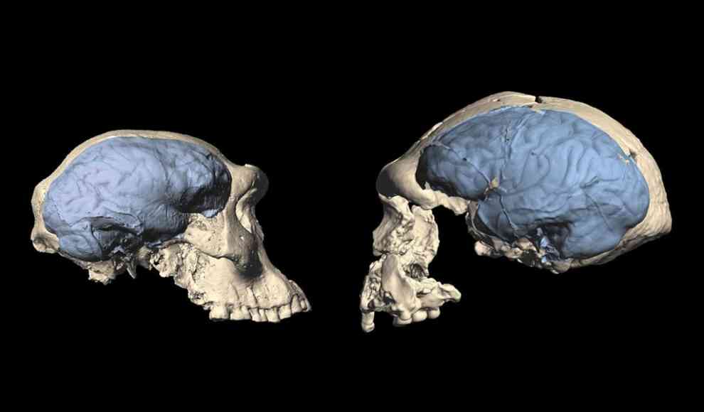 Schädel des frühen Homo mit einem affenähnlichen Gehirn (links) und mit einem menschenähnlichen Gehirn (rechts).