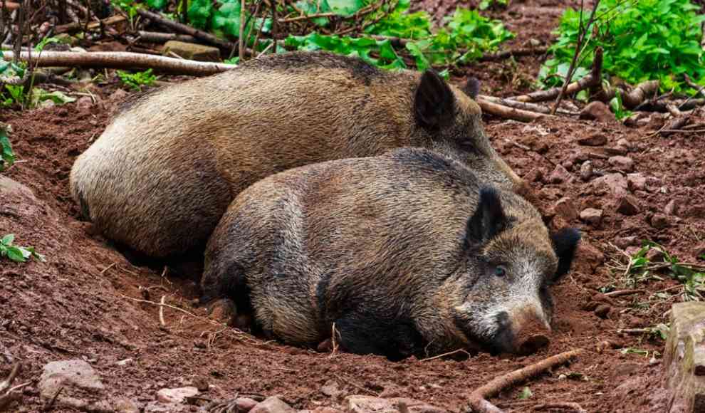 Wildschweine 