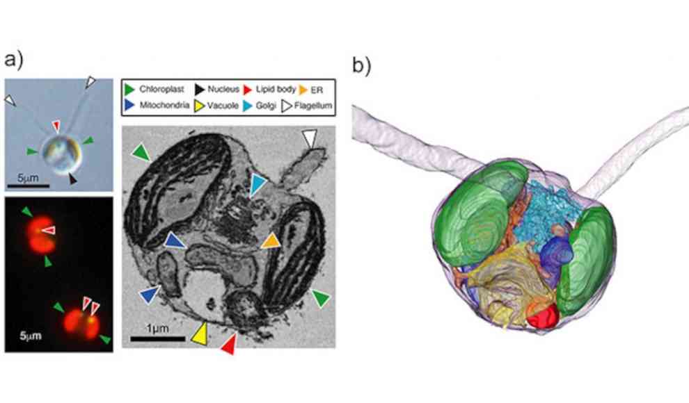 Meeresalge Dicrateria rotunda produziert biologisches Erdöl