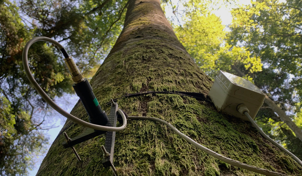 Punktdendrometer zur Messung des Wachstums von Bäumen