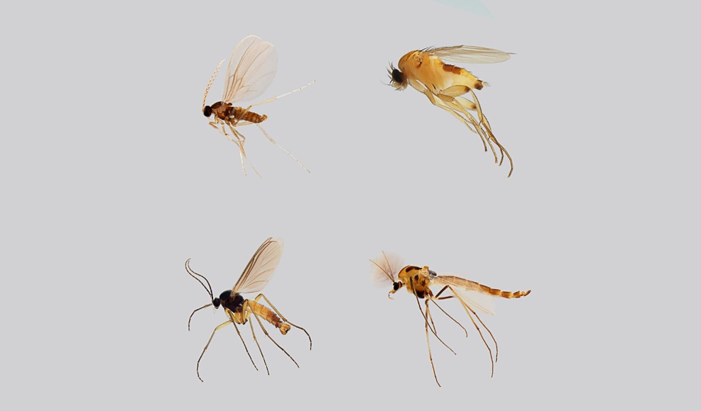 Cecidomyiidae, Phoridae, Sciaridae, und Chironomidae  (von oben links nach unten rechts)