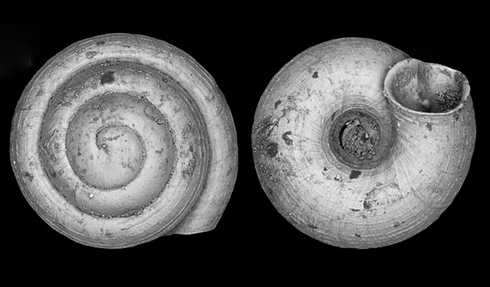 Angustopila psammion - Die kleinste Landschnecke der Welt 