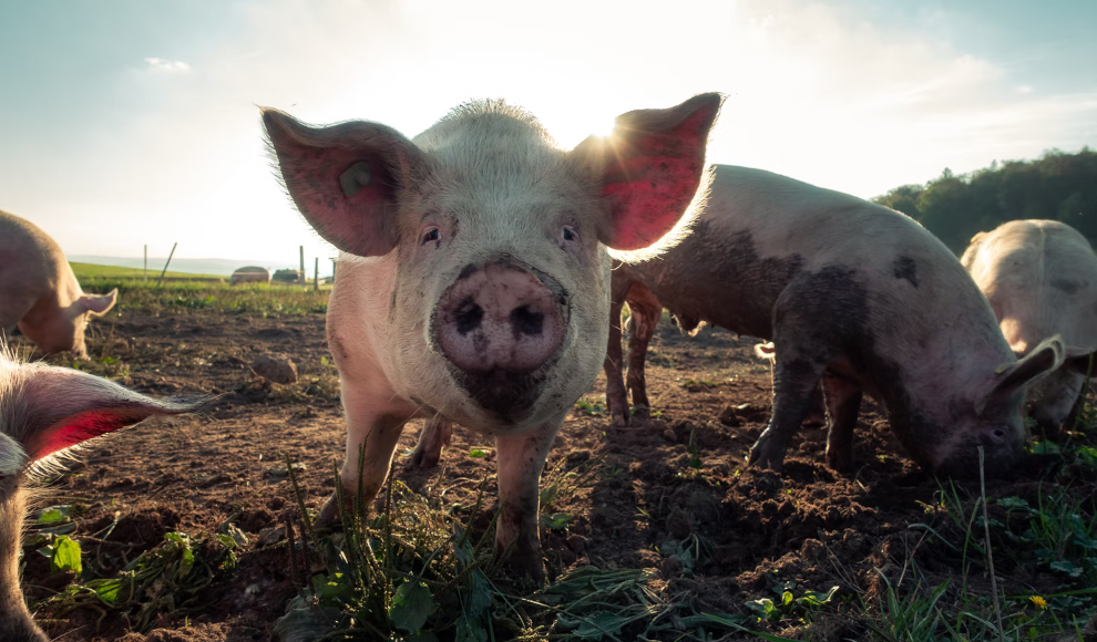 Schweinehaltung 