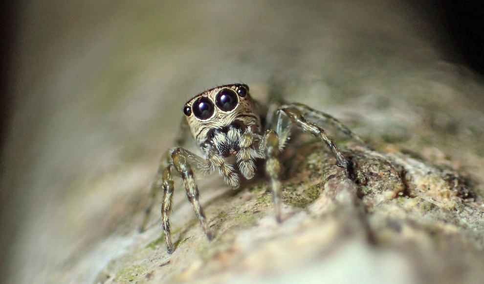 Guriurius minuano