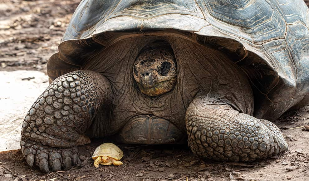 Albino-Riesenschildkröte