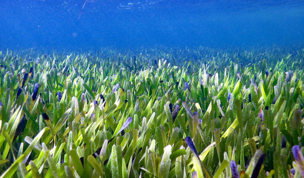 Posidonia australis