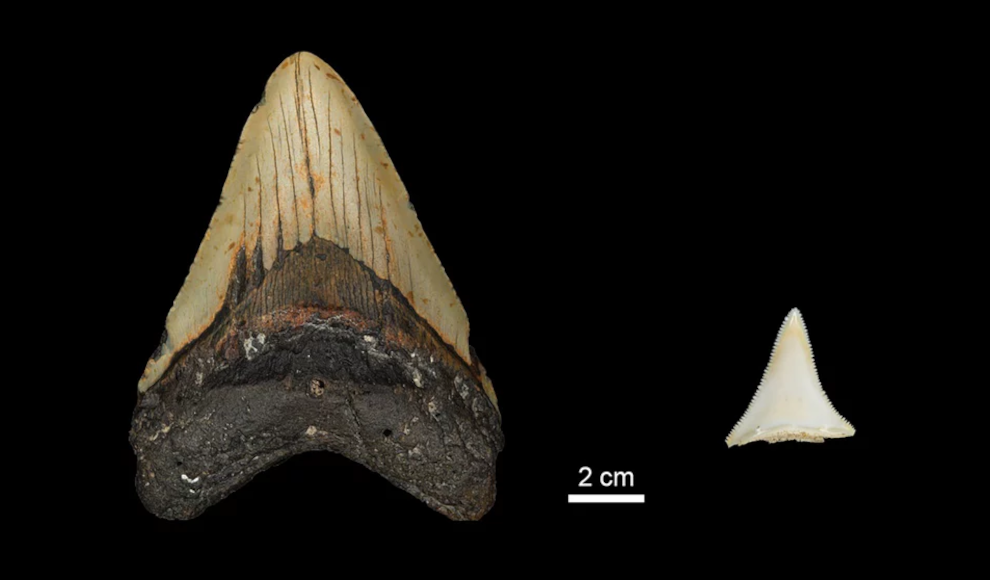Zahn eines Megalodon (links) und eines Weißen Hais (rechts)
