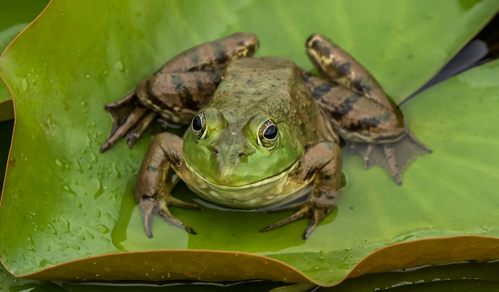 Invasiver Ochsenfrosch 