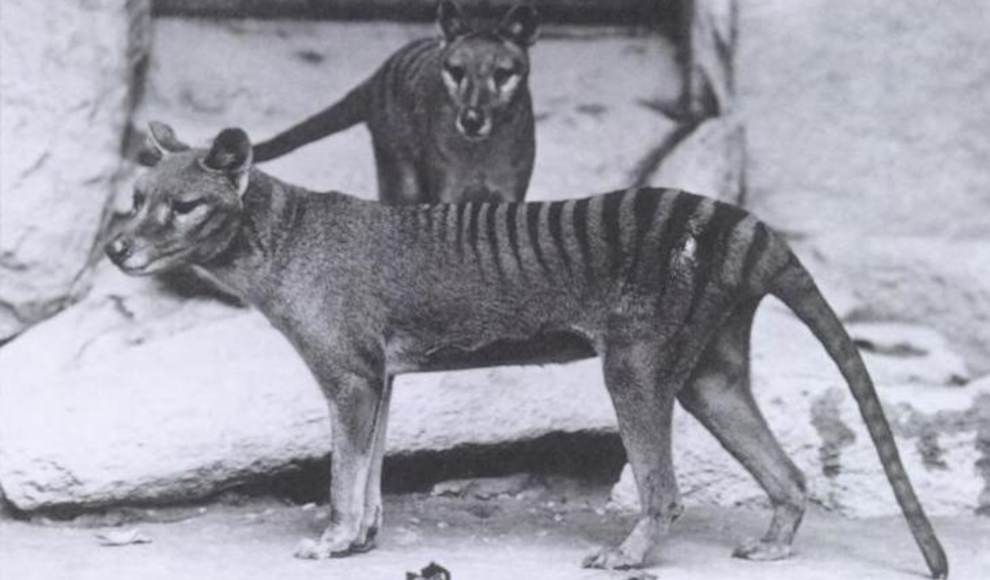 Tasmanischer Tiger