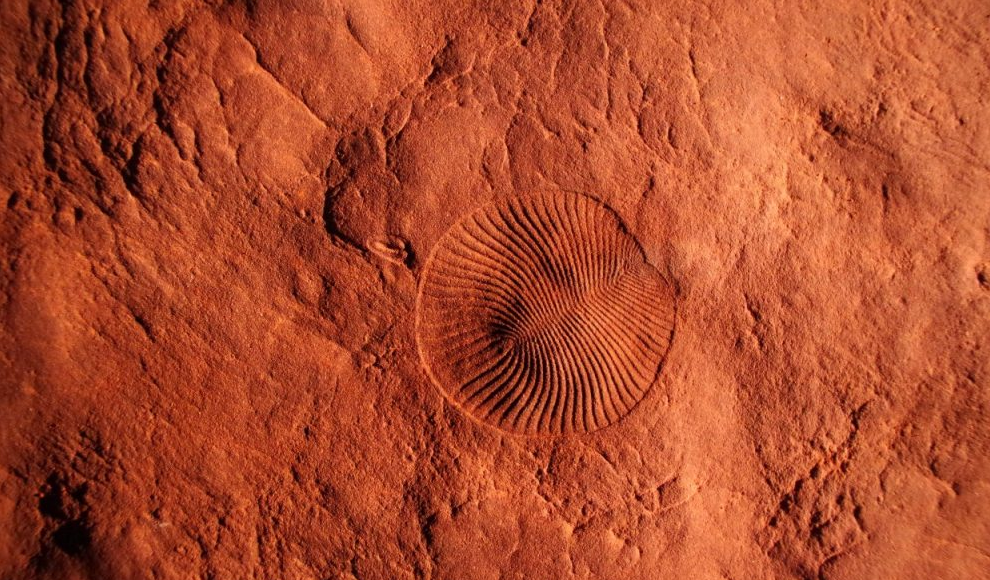 Fossil aus dem Ediacarium