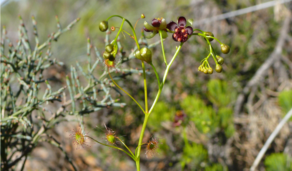 Neu entdeckte Art Drosera atrata (Schwarzer Sonnentau)