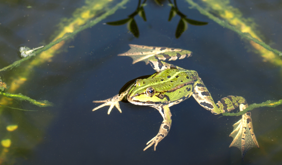 Frosch als Lebensmittel