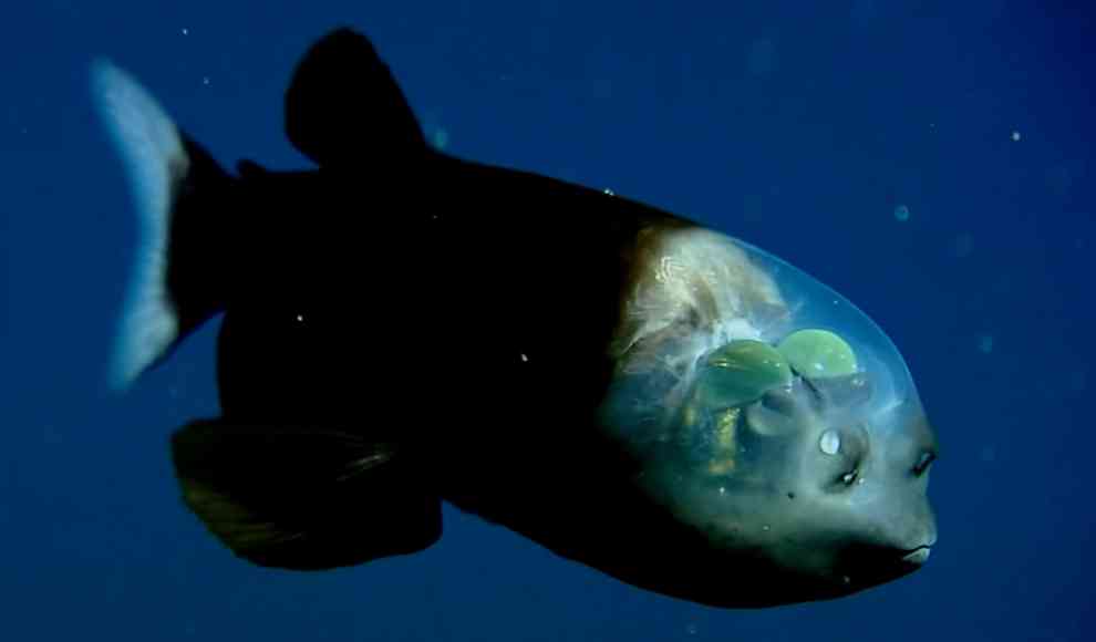 Barreleye