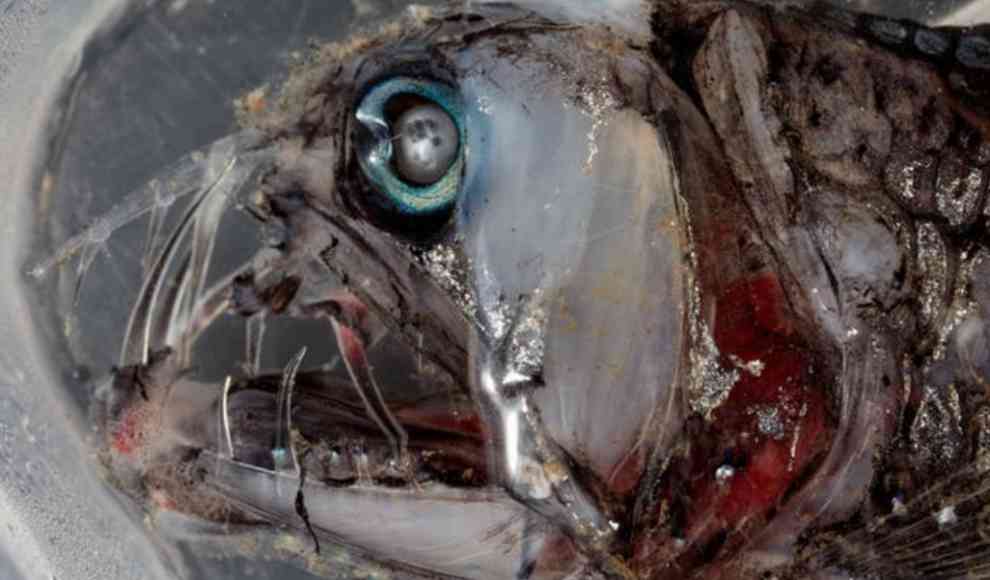 Sloanes Viperfish