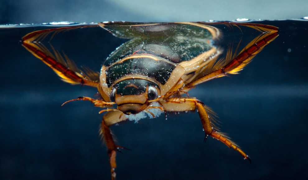Käfer im Ozean (Symbolbild)