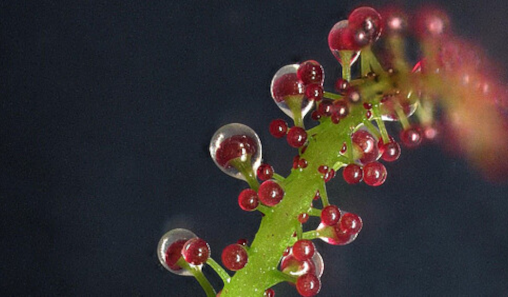 Karnivores Blatt von Triphyophyllum peltatum