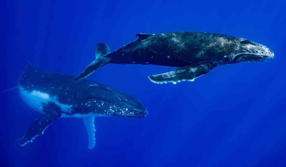 Wale werden immer kleiner