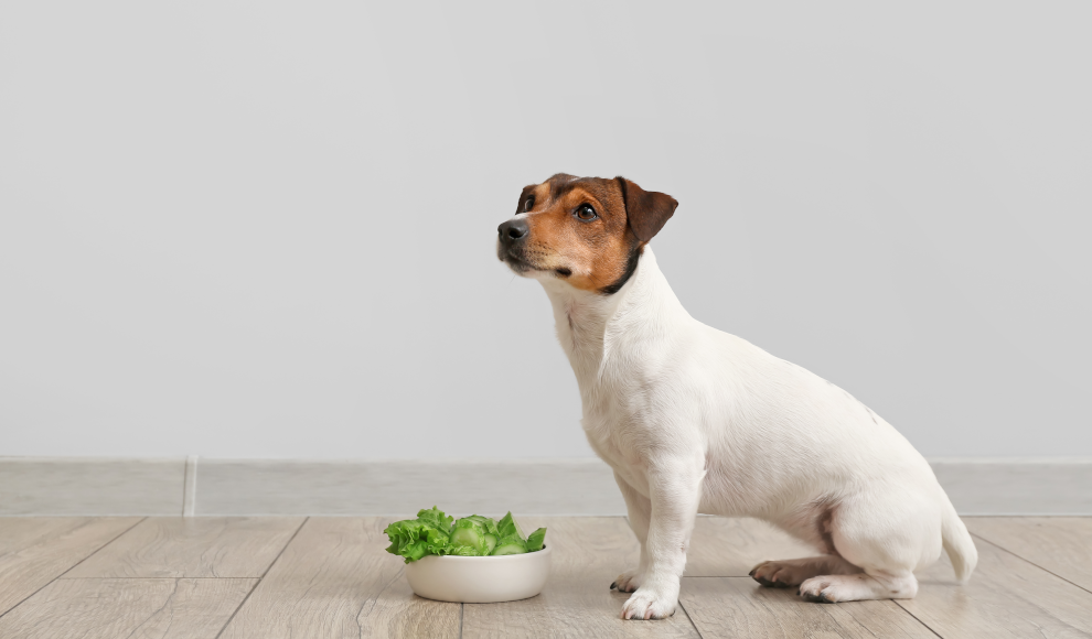 Hund mit veganem Futter 