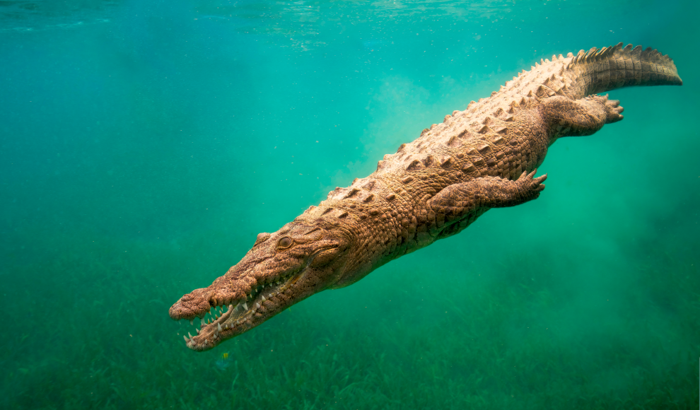 Spitzkrokodil (Crocodylus acutus) 
