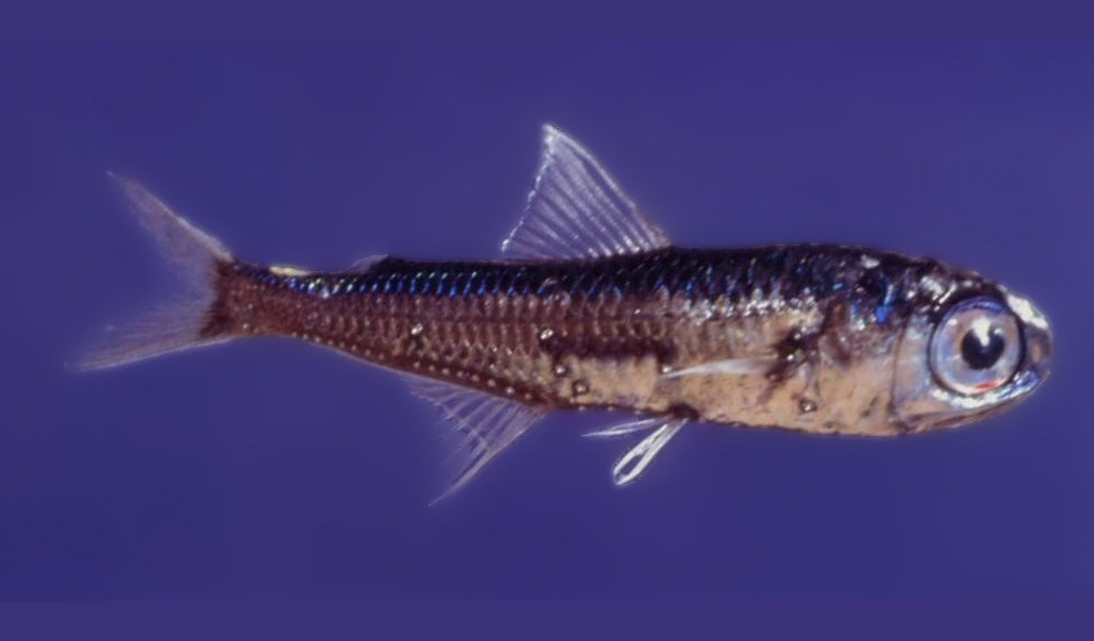 Laternenfisch (Myctophum punctatum)