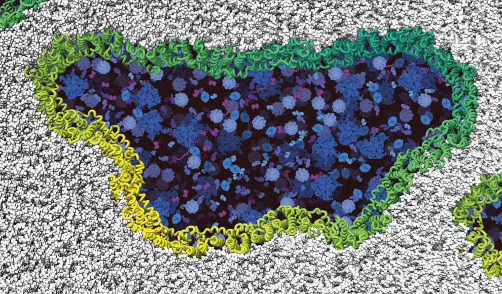 Ninjurin-1-Proteine bilden sich zusammen (grün/gelb) zu Filamenten und zerbrechen die Zellmembran (grau), bis die Zelle vollständig zerfällt. Intrazelluläre Bestandteile werden in Blau dargestellt