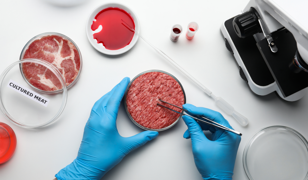 Genmodifizierte Rinderstammzellen zur Produktion von Laborfleisch
