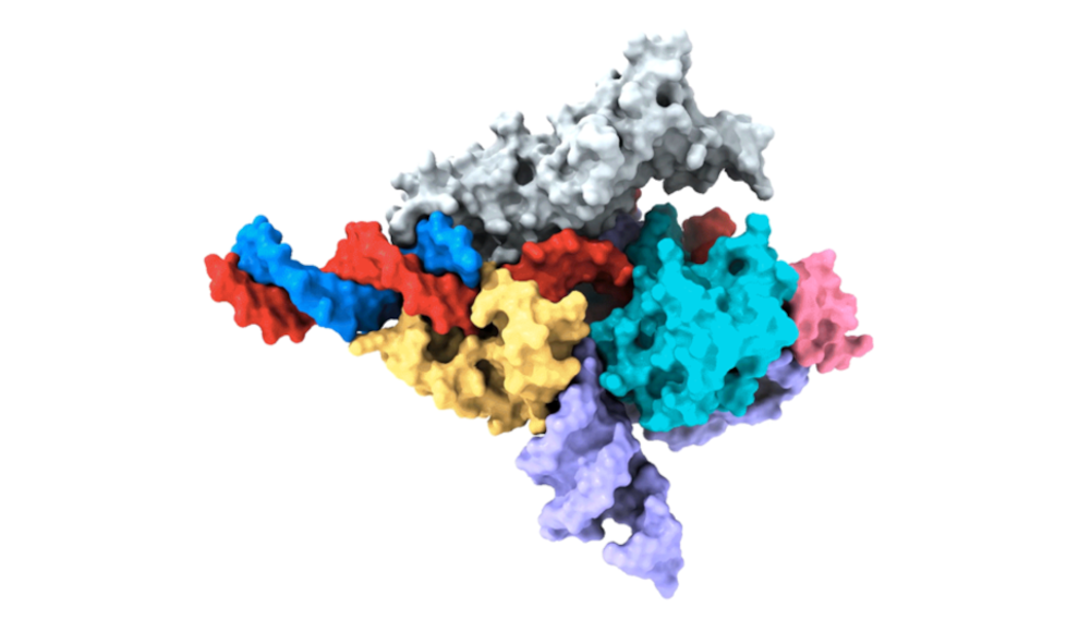 Genschere aus Fanzor-Proteinen