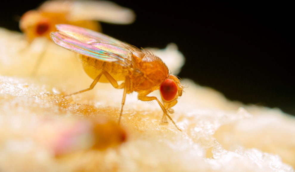 Fruchtfliege (Drosophila melanogaster) mit Fähigkeit zur Jungferngeburt (Parthenogenese)