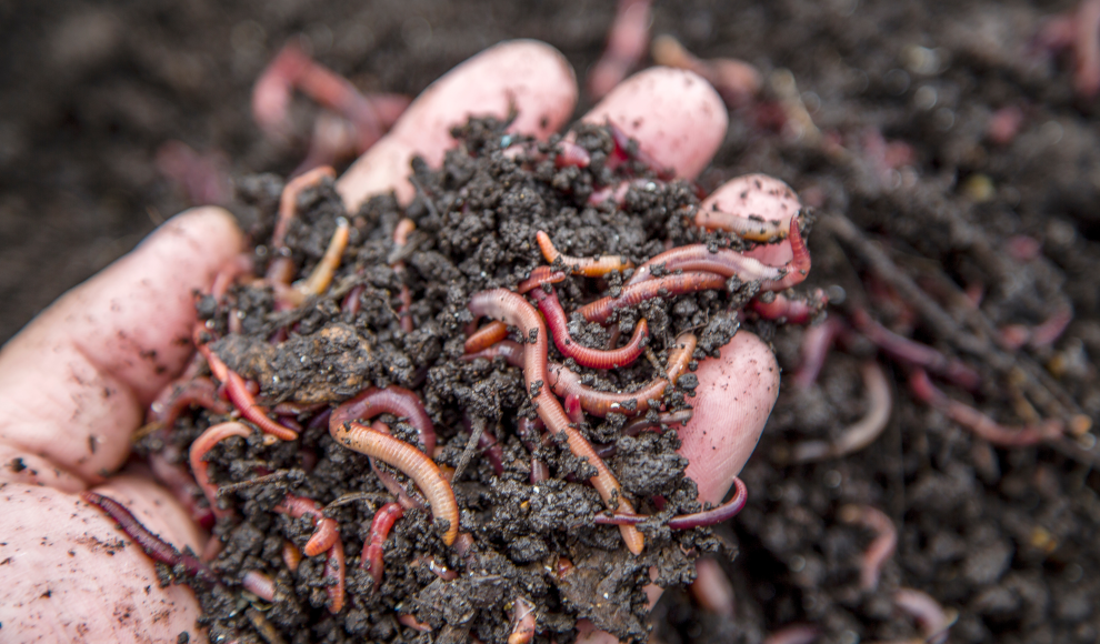Ackerboden mit Regenwürmern
