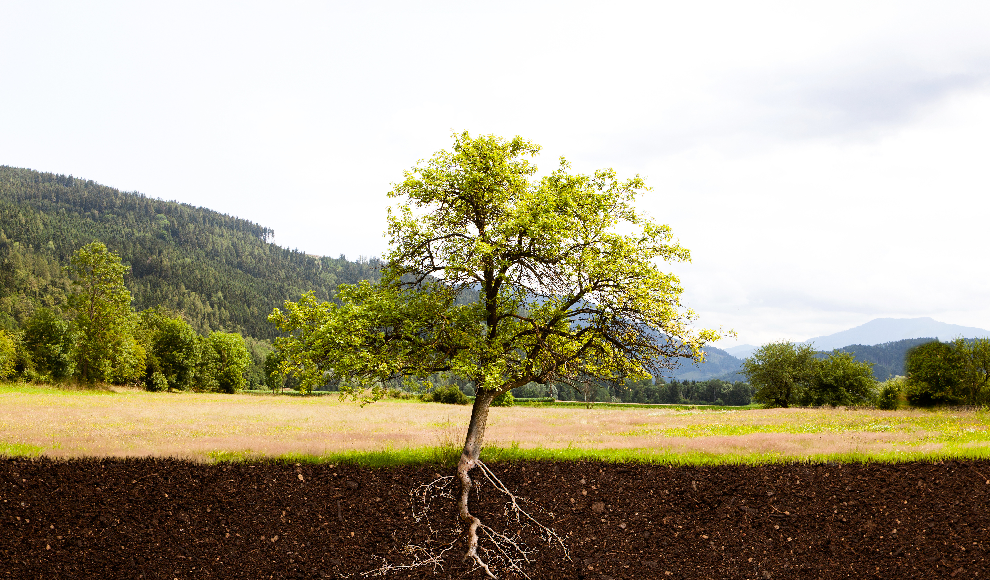 Metabolische Skalentheorie widerlegt