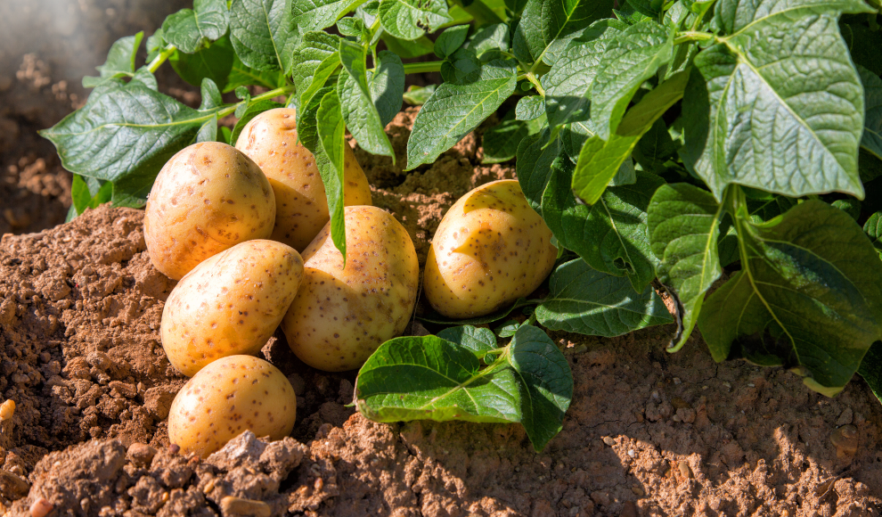 Super-Kartoffel ist resistent gegen den Klimawandel