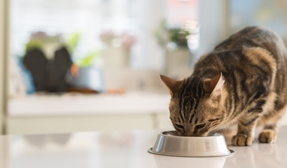 Katze frisst vegetarisches Futter