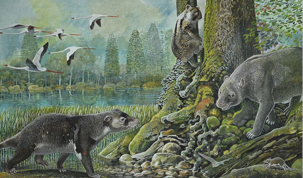 Rekonstruktion der 25 Millionen Jahre alten Ditjimanka Lumakoala blackae, mit (von links nach rechts) dem wallabygroßen Pflanzenfresser Muramura williamsi, dem ausgestorbenen Koala-Verwandten Madakoala devisi und dem kalbsgroßen Ilariiden (Ilaria lawsone)