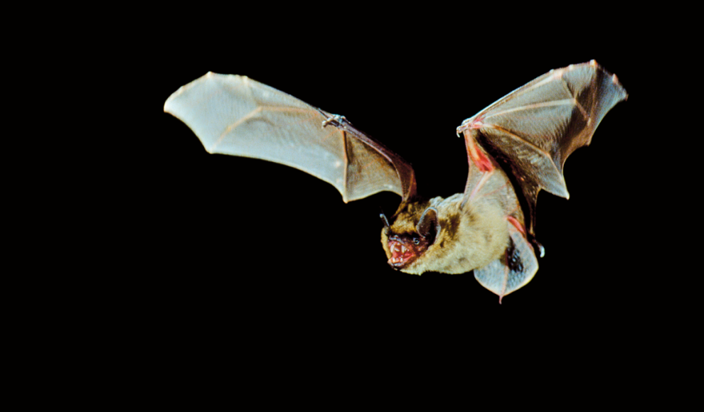 Breitflügelfledermaus (Eptesicus serotinus) vor der Paarung