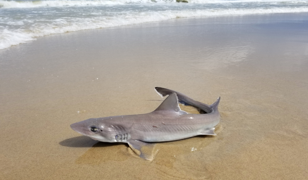 Dornhai (Squalus acanthias) 