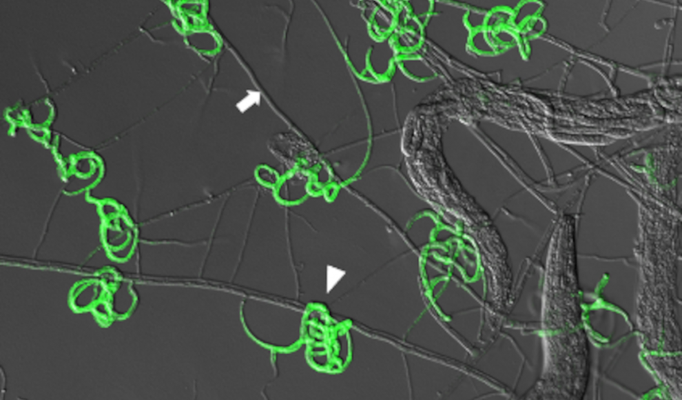 Fallen (grün leuchtend) des Pilzes Arthrobotrys oligospora 