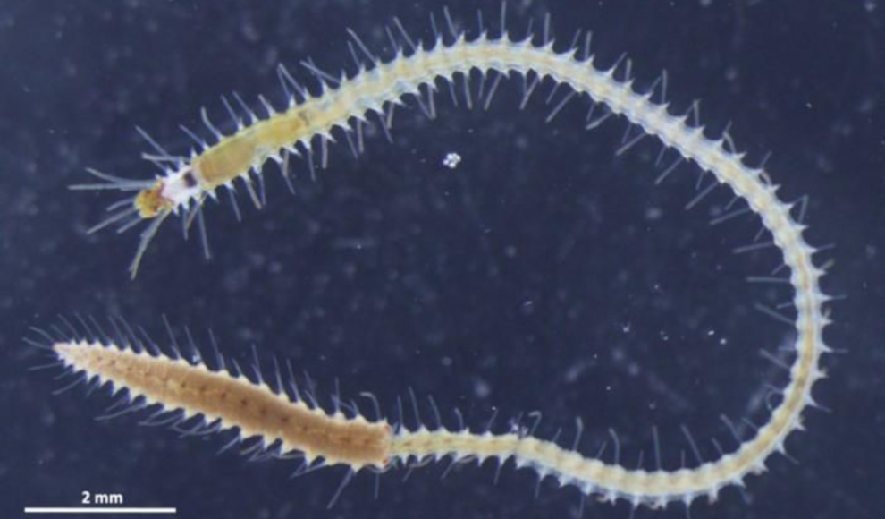 Meereswurm Megasyllis nipponica