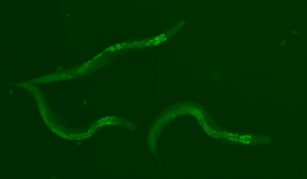 Verstärkte Piwi-piRNA-Weg leuchten in den Würmern grün