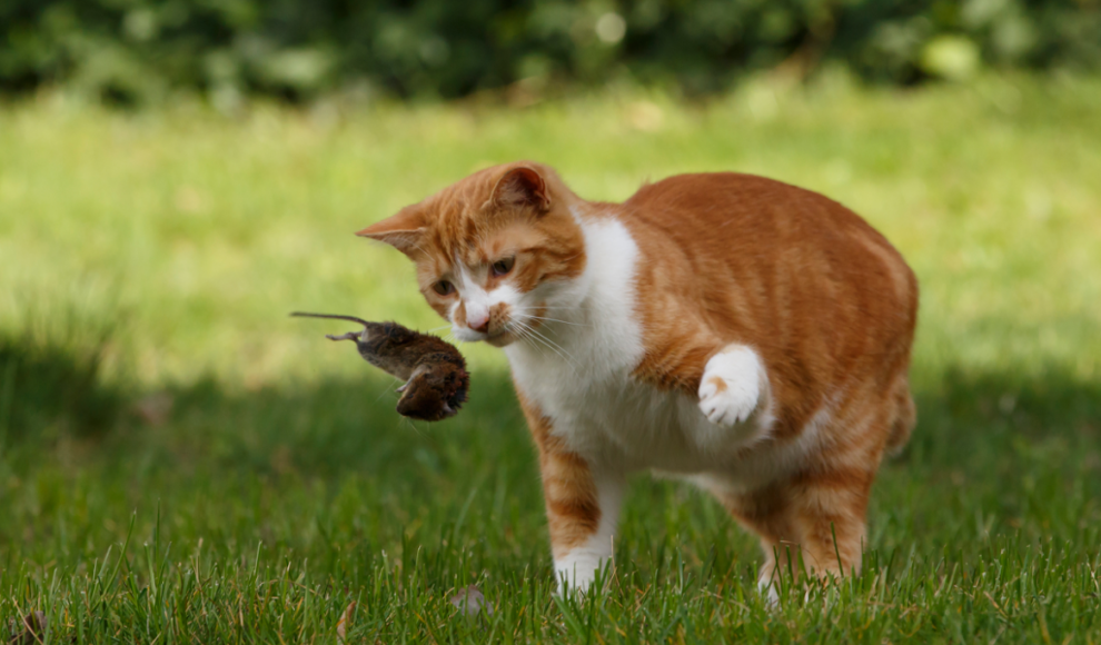 Hauskatze spielt mit einem Beutetier