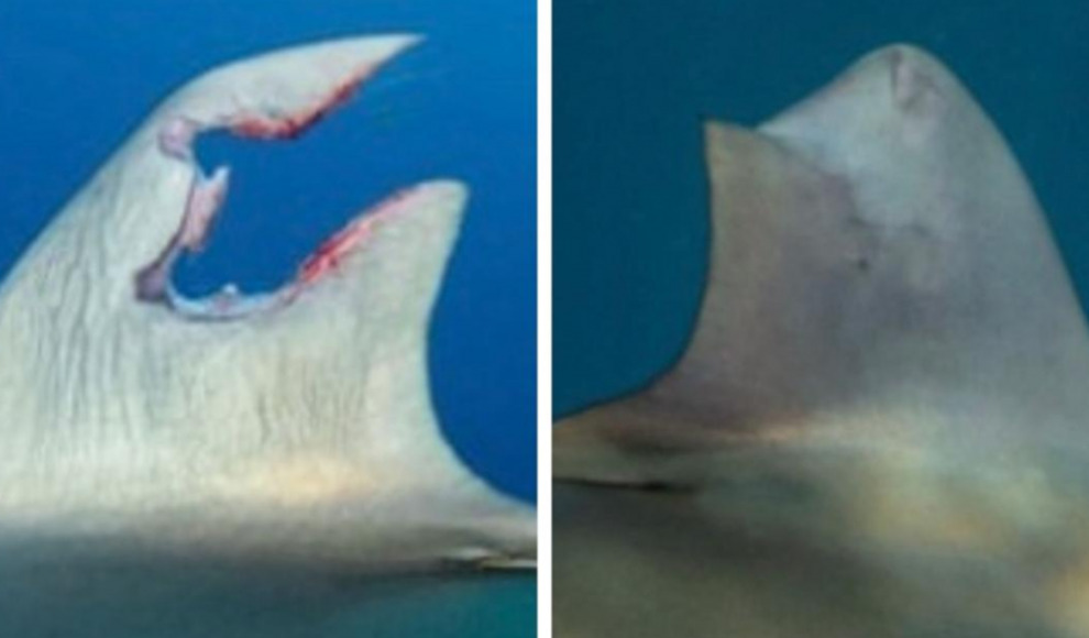 Regenerierte Flosse eines Hais 