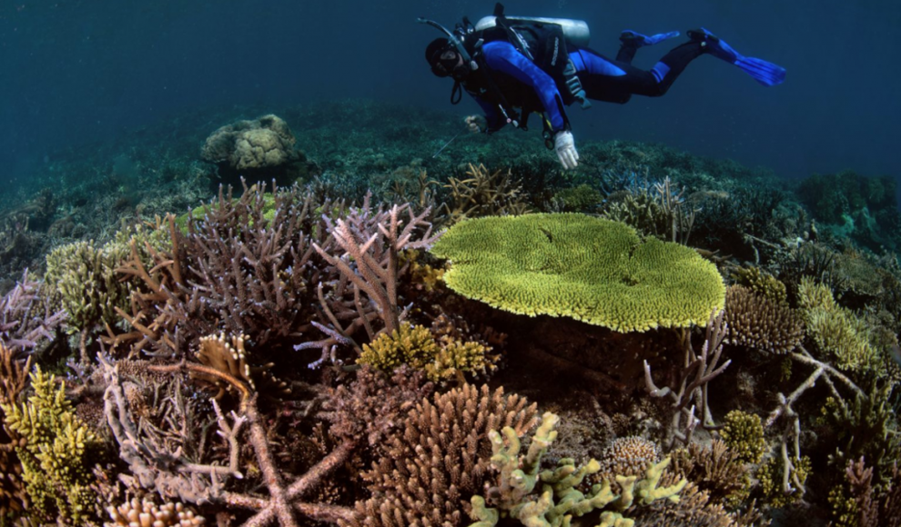 Neuangepflanztes Korallenriff nach vier Jahren