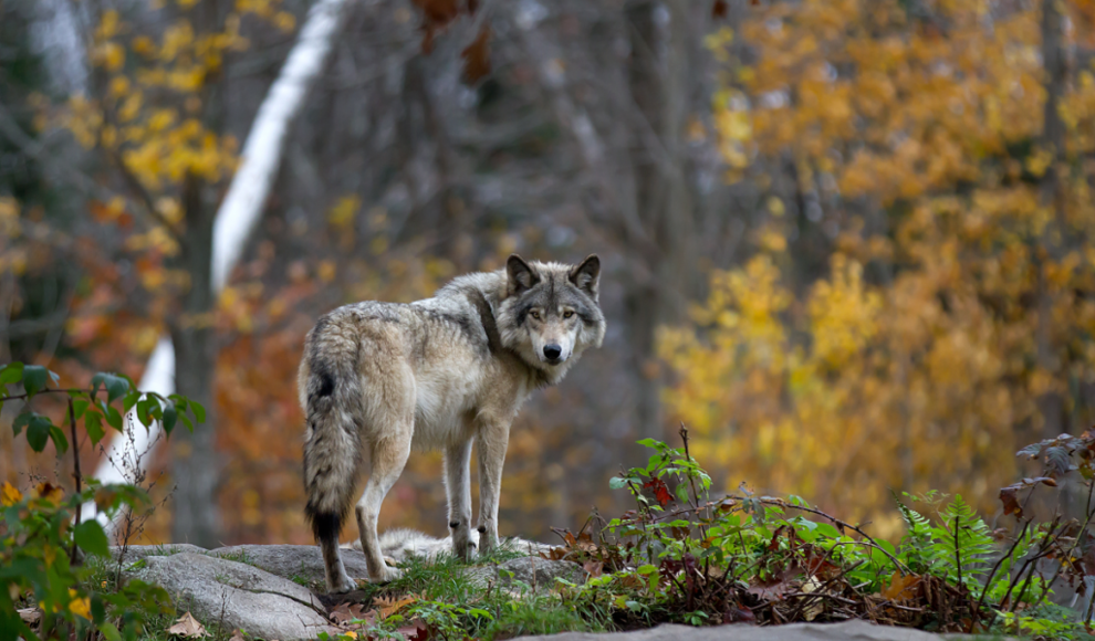 Wolf GW1909m aus Niedersachsen (Symbolbild)