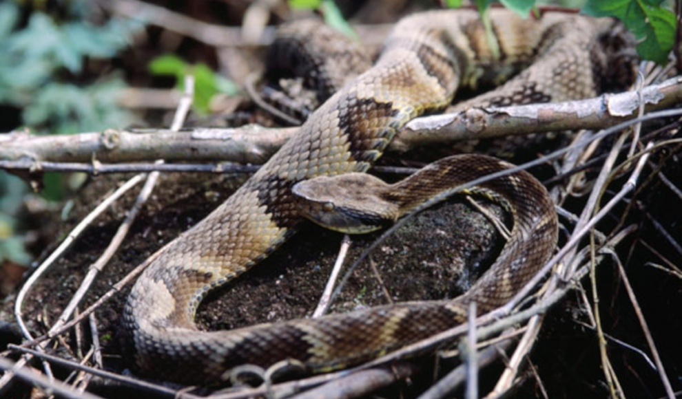 Jararaca-Lanzenotter (Bothrops jararaca)