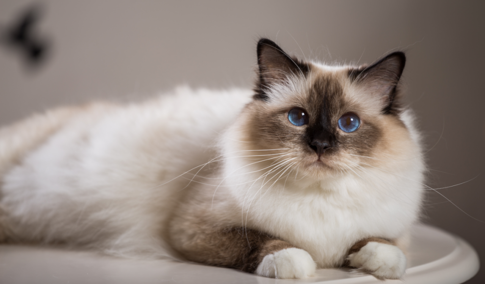 Burmakatzen haben die höchste Lebenserwartung 