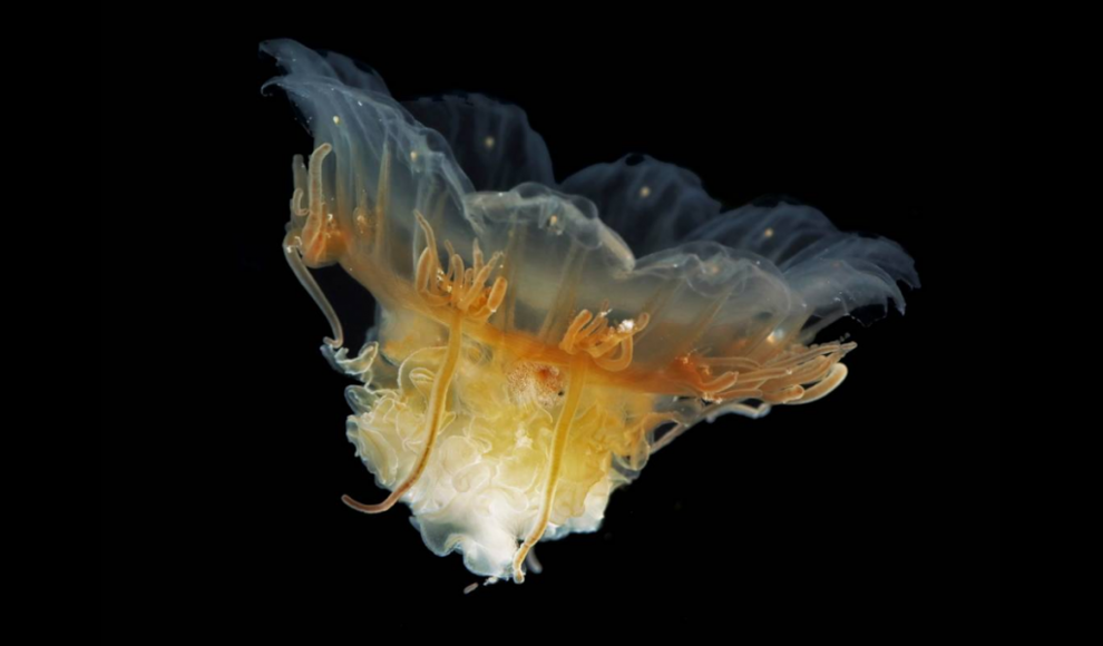 Scyphozoan Cyanea capillata