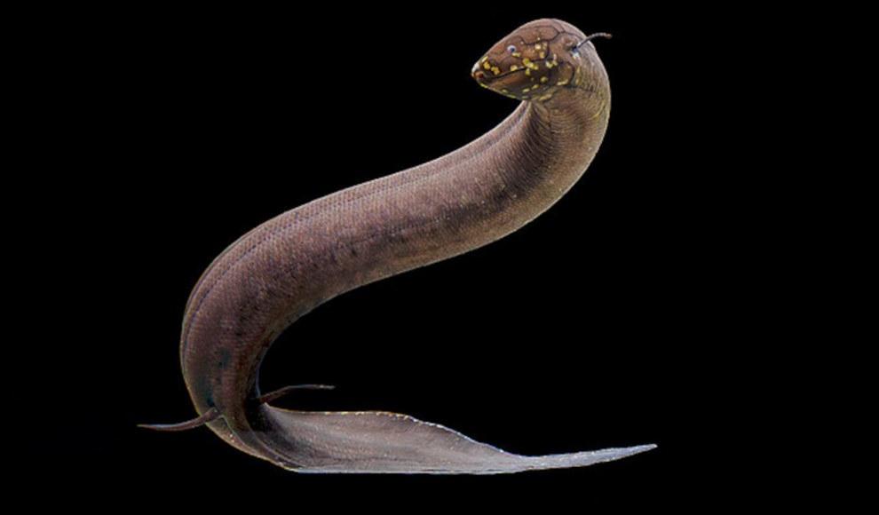 Südamerikanischer Lungenfisch (Lepidosiren paradoxa) 
