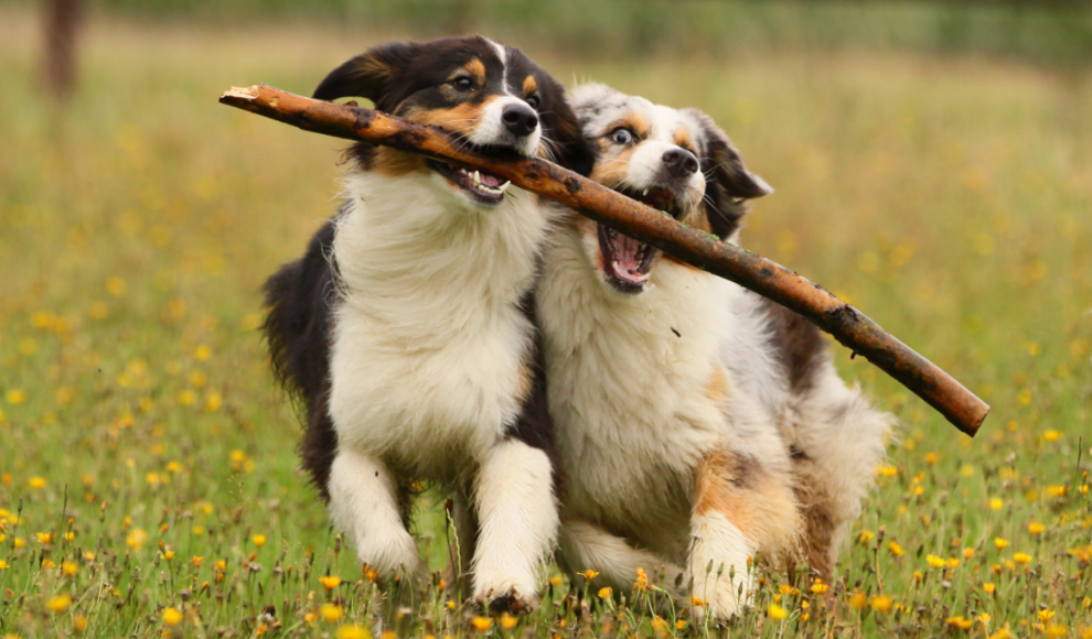 Gehirn von Hunden ist überraschend groß