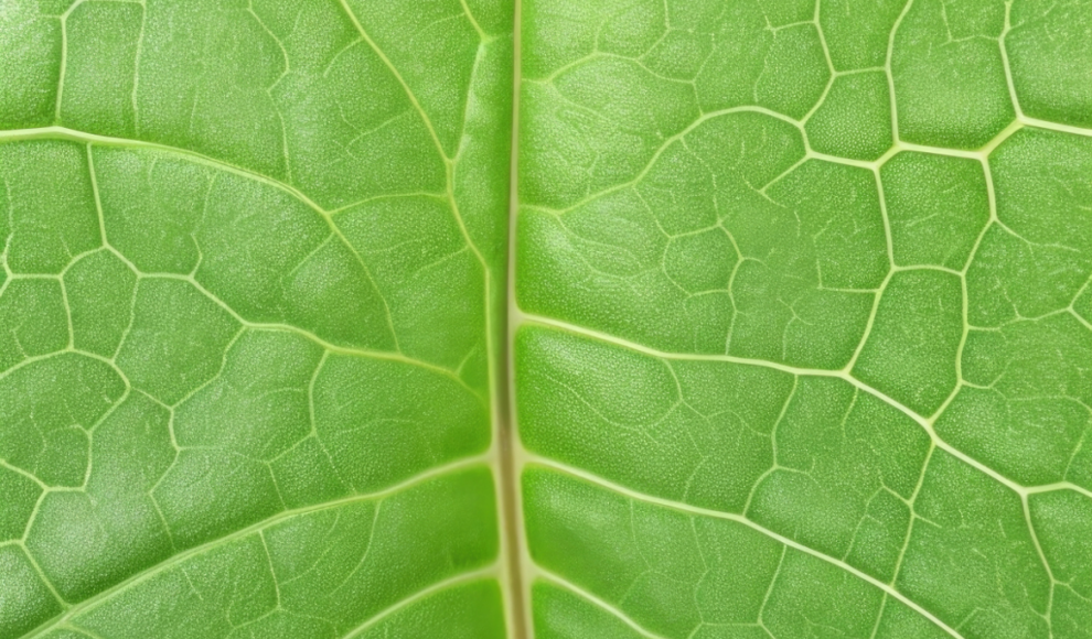 Mikroplastik reduziert Chlorophyllkonzentration  